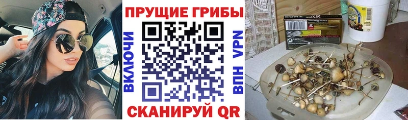 дарнет шоп Нягань Псилоцибиновые грибы прущие грибы