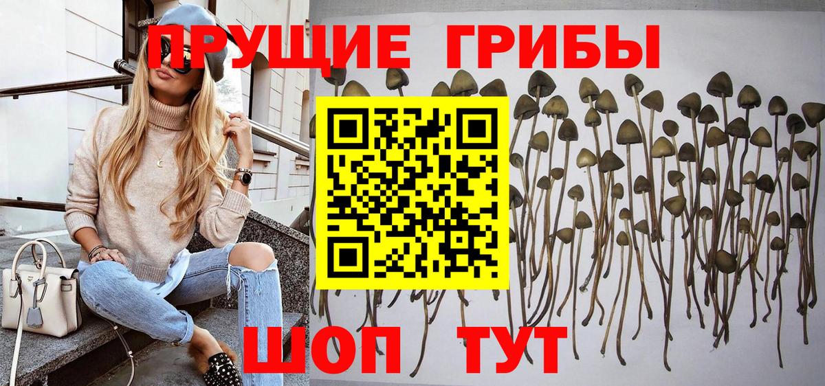 Псилоцибиновые грибы Cubensis  Вход с VPN  Псилоцибиновые грибы Cubensis  Нягань 